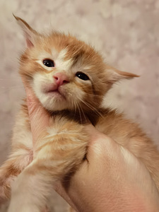 Maine Coon kassipojad (4 foto / 4)