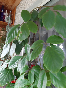 Домашний цветок, Tetrastigma voinierianum (1 фото из 5)