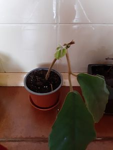 Домашний цветок, Tetrastigma voinierianum (2 фото из 5)