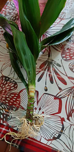 Draakonipuu Fragrans (3 foto / 5)