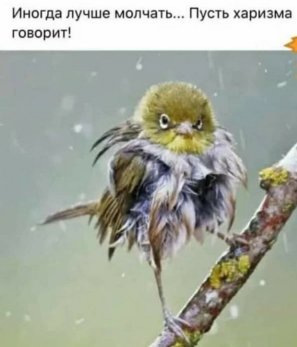 Поддоны