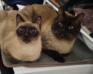 Тайские котята (3 фото из 3)