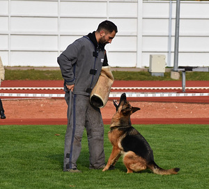 FCI Saksa lambakoera kutsikad (9 foto / 10)