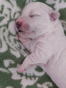 Bichon Frise kutsikad (1 foto / 8)