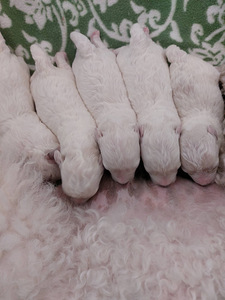 Bichon Frise kutsikad (2 foto / 8)
