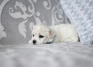Bichon Frise kutsikad (8 foto / 8)