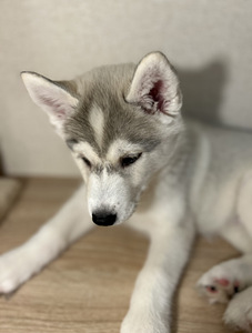 Siberi husky kutsikad (7 foto / 9)