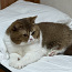 Briti noor haruldase värviga kass (foto #1)