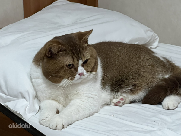 Briti noor haruldase värviga kass (foto #1)
