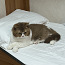 Briti noor haruldase värviga kass (foto #2)