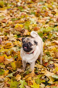Mops (2 foto / 4)