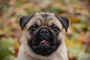 Mops (4 foto / 4)