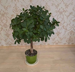 Ficus microcarpa 'Moclame' - värskelt lõigatud istikud. (2 foto / 2)