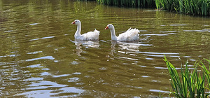 Müüa Sevastoopoli hanepaar (2 foto / 3)
