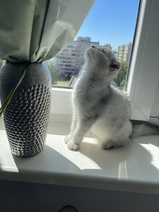 Шотландский (2 фото из 3)