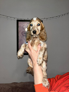 Krievu medību spanielu kucēni (3 foto no 8)