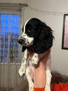 Krievu medību spanielu kucēni (5 foto no 8)