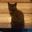 шотландские прямоухие котята (фото #2)
