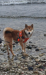 Shiba inu ootab peigmeest (5 foto / 5)