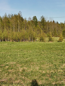 Elamumaa Vikipalu 1ha (3 foto / 4)