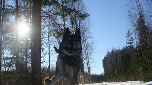 Lääne-Siberi laika, poiss (3 foto / 4)