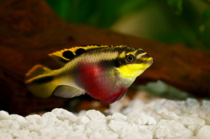 Pelvikakroomis pulcher (papagoitsiklid) (2 foto / 2)