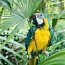 Ara papagoi (foto #3)