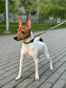 Той фокс терьер (4 фото из 4)