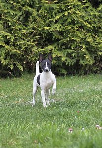 Toy Fox Terjer (2 foto / 5)
