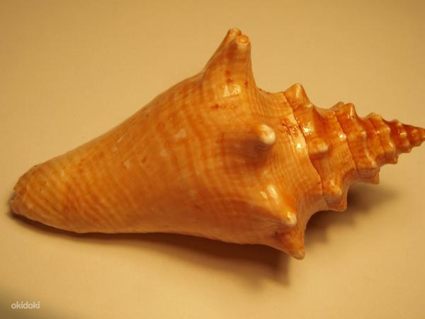 Морская ракушка (фото #2)