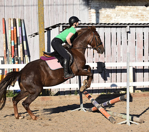 MÄRA, SÜND. 2018, TURJA KÕRGUST 147 CM ILMA RAUATA, RISTAND. (1 foto / 10)