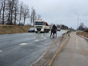 Sõbralik ruun, sündinud 2019, zemautikas. (3 foto / 3)
