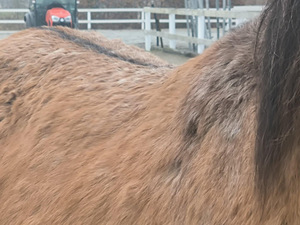 Kõrb apaloosa mära otsib oma kodu. (2 foto / 2)