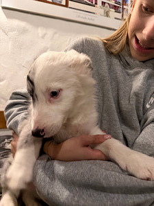 Tõutunnistuseta border-collie kutsikad. (1 foto / 10)