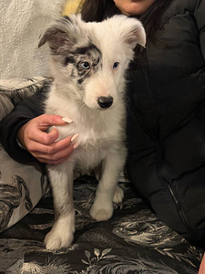 Tõutunnistuseta border-collie kutsikad. (3 foto / 10)