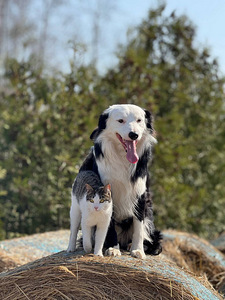 Tõutunnistuseta border-collie kutsikad. (4 foto / 10)