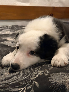 Tõutunnistuseta border-collie kutsikad. (5 foto / 10)