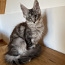 Котята Мейн Кун (фото #2)