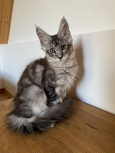 Котята Мейн Кун (2 фото из 7)