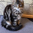 Котята Мейн Кун (фото #4)