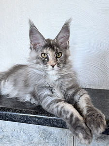 Maine-coon kassipojad
