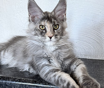 Maine-coon kassipojad