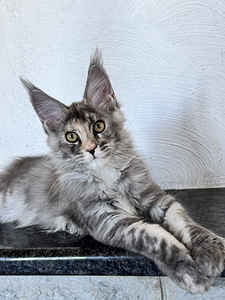 Maine-coon kassipojad (3 foto / 4)