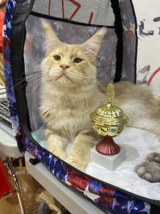 Maine Coon (6 foto / 6)