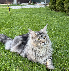 Maine coon (4 foto / 8)