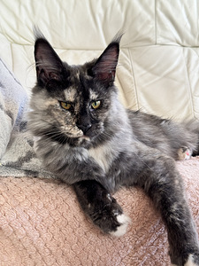 Maine coon emane (4 foto / 5)