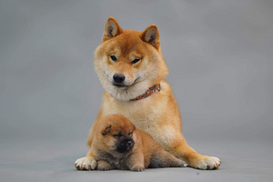 Shiba Inu kutsikad (5 foto / 10)
