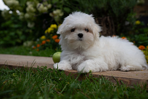 Maltese girl (3 foto / 3)