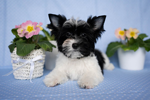 Biewer Yorkshire terrier (1 foto / 4)
