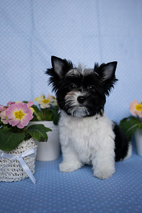 Biewer Yorkshire terrier (2 foto / 4)